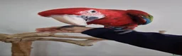 Macaws birds for sale: Beautiful Handreared Super Tame Baby Macaws! - Advert 7