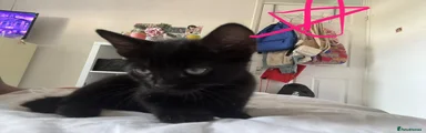 Full black girl