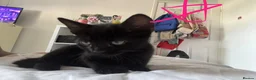 Mixed Breed cats for sale: 6 black and black white kittens - Advert 8