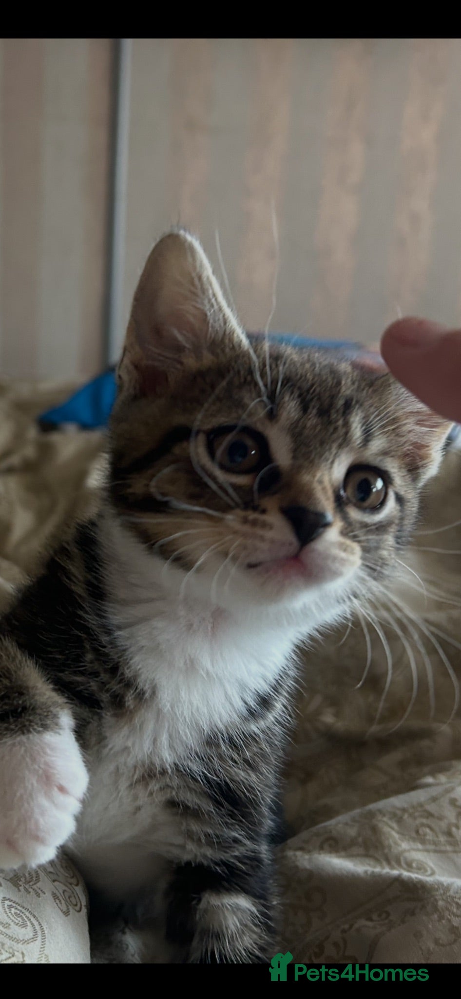 Mixed Breed cats British Short Hair cross - ONE BOY LEFT - Advert 1