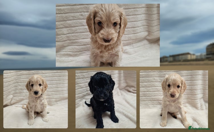 Cockapoo dogs - Advert 13