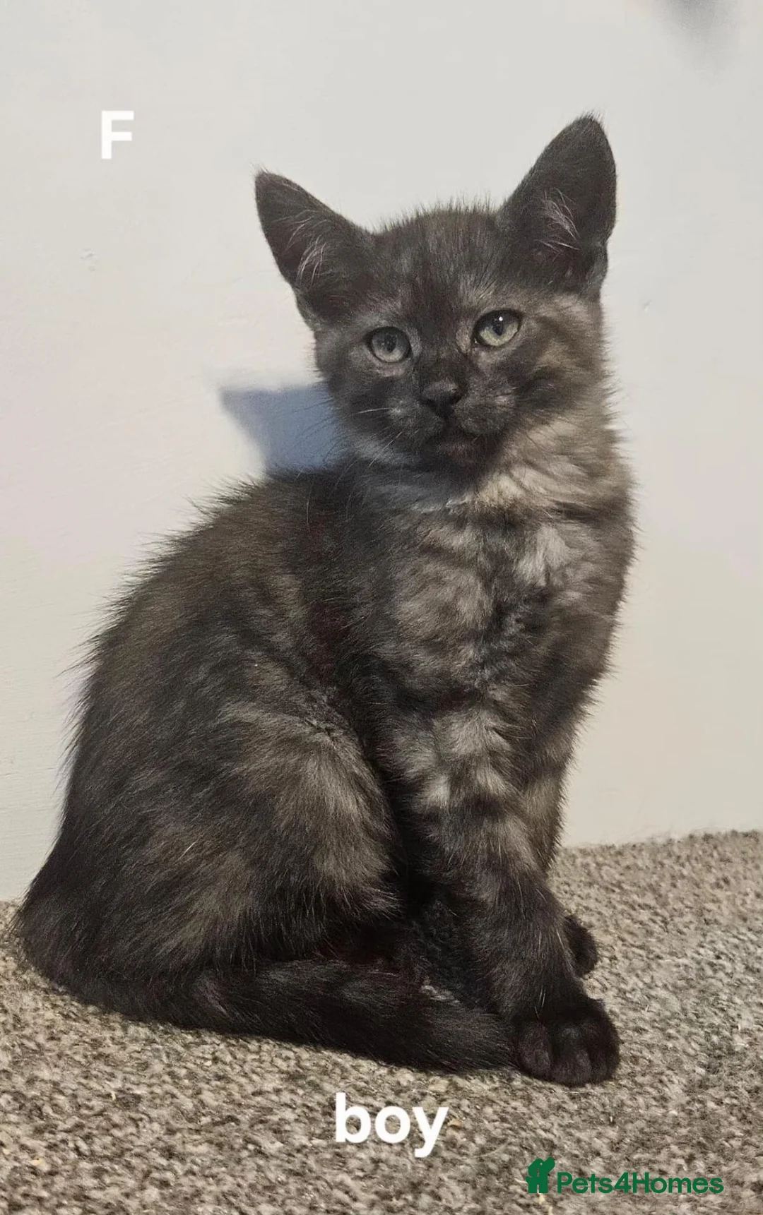 Maine Coon cats for sale: Maine coon cross kittens  - Advert 19
