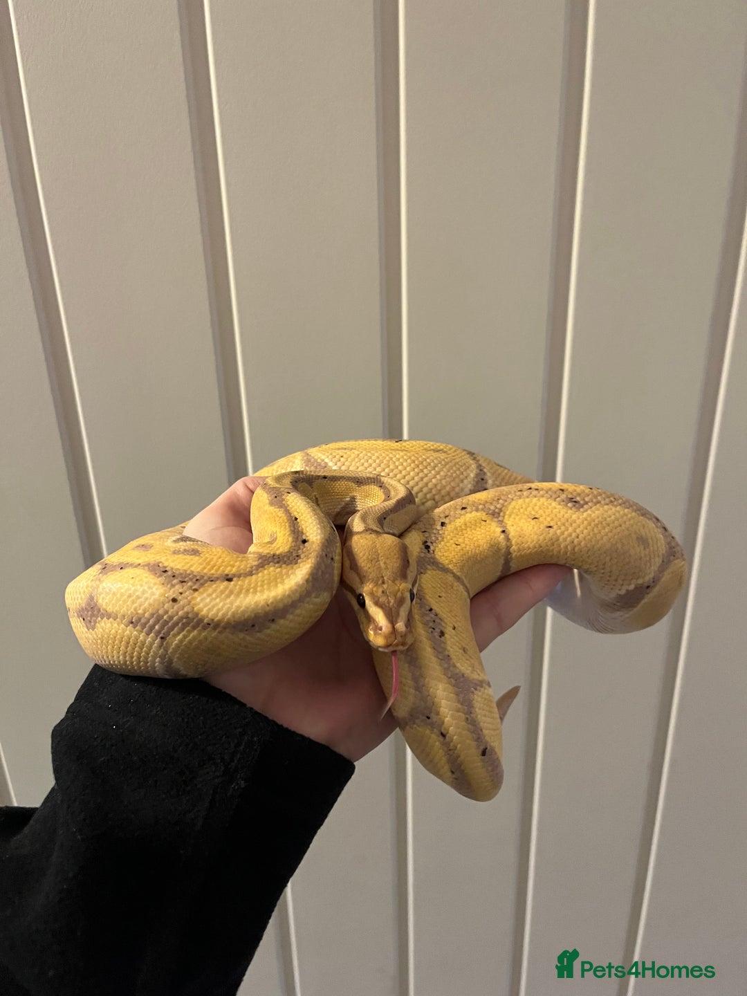 Snake reptiles for sale: Ball python / other - Advert 1