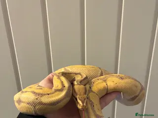Snake reptiles Ball python / other - Advert 1