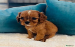 Cavalier King Charles Spaniel dogs for sale: Fully Health tested Cavalier King Charles Puppies  - Image 9