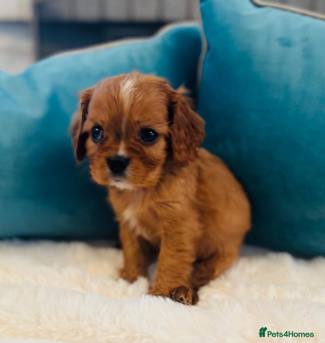 Cavalier King Charles Spaniel dogs for sale: Fully Health tested Cavalier King Charles Puppies  - Image 9