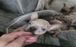 French Bulldog dogs for sale: Frenchy  - Image 2