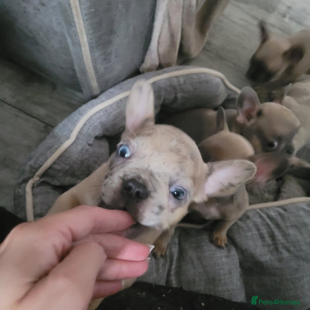 French Bulldog dogs for sale: Frenchy  - Image 2