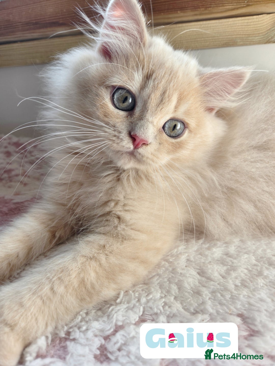 British Shorthair cats for sale: 🌞 last kitten Reduced PRICE British L/H boy  🐾 - Image 11
