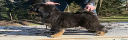 Tibetan Mastiff dogs for sale: Tibetan Mastiff Puppies - Champion bloodline  - Advert 8