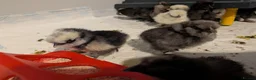 Chickens poultry for sale: Silkie Chicks mixed colours 17 left  in Hebburn - Advert 13