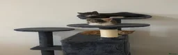 Russian Blue cats for sale: Beautiful mixed Russian blue kittens  - Advert 4