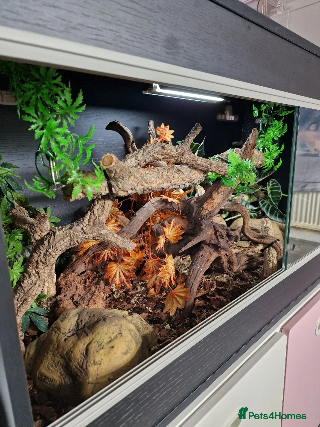 Python Snake reptiles for sale: Gorgeous Pied Male Royal Python with full set up - Advert 10