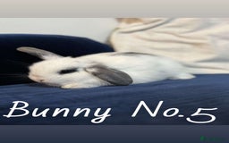 Mini Lop rabbits for sale: 5 baby rabbits looking for new homes - Image 5
