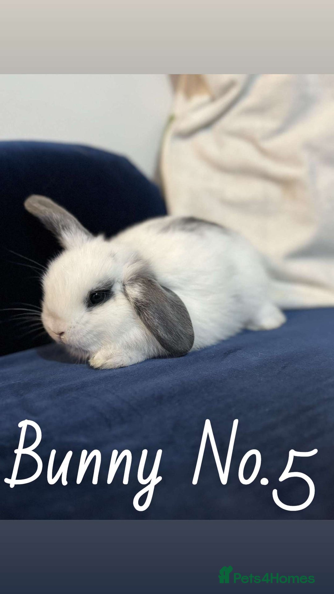 Mini Lop rabbits for sale: 5 baby rabbits looking for new homes - Image 5