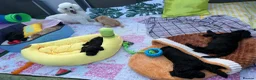 Standard Poodle dogs for sale: Starri’ PupStars   - standard poodle  - Advert 2