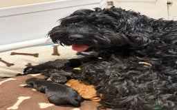Mixed Breed dogs for sale: Cockapoo's - Image 2
