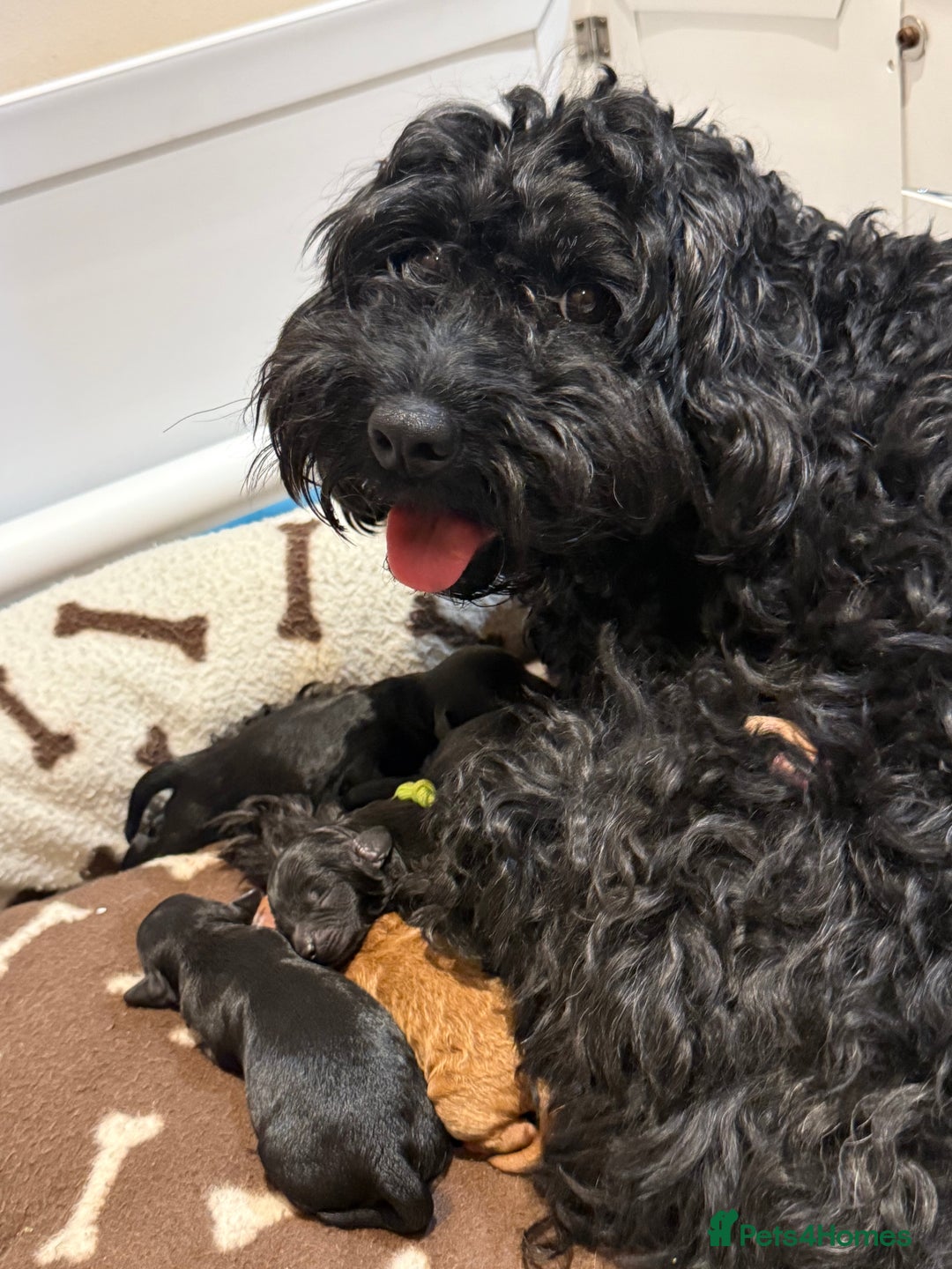 Mixed Breed dogs for sale: Cockapoo's - Image 2