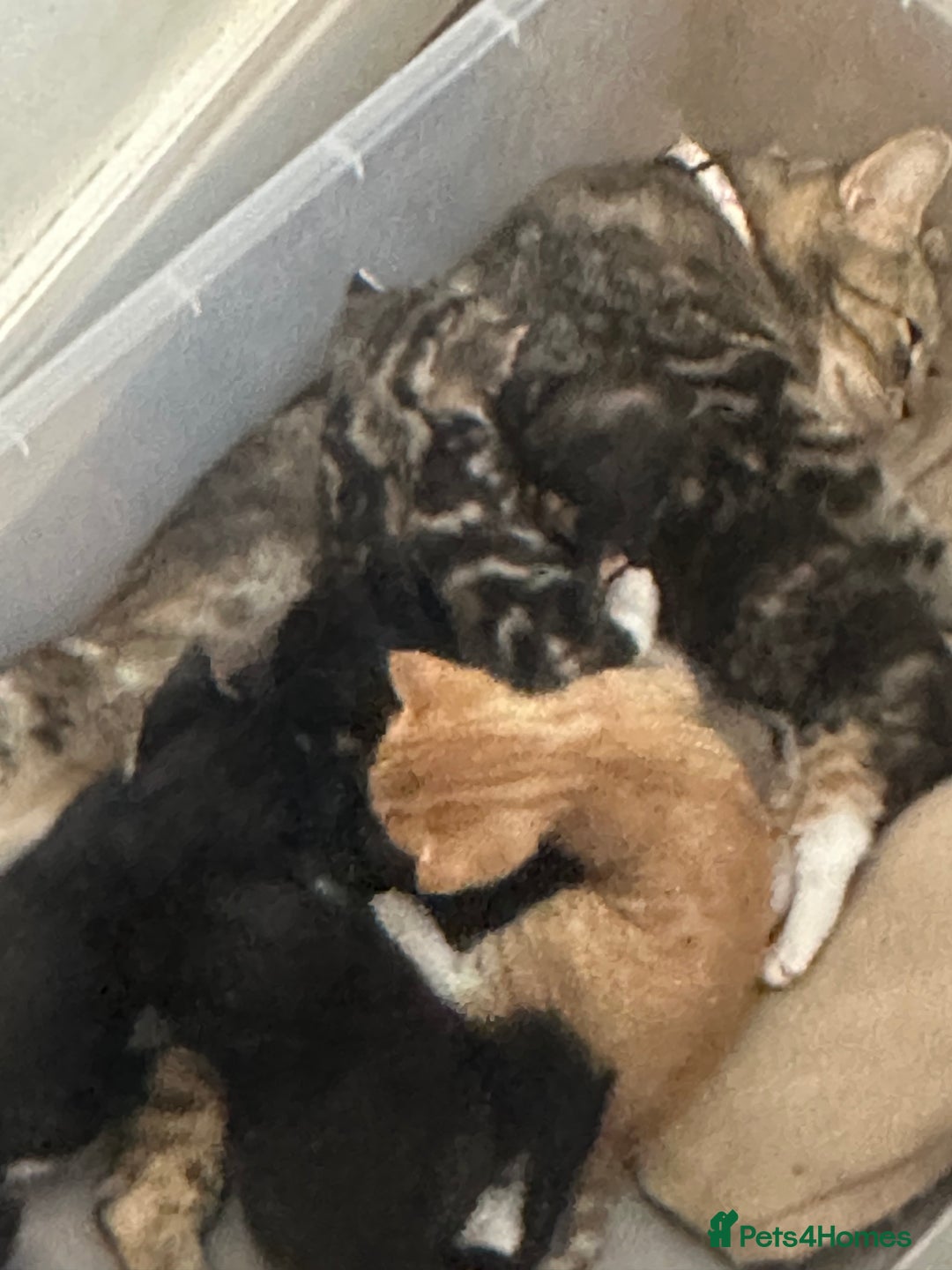 British Shorthair cats for sale: One beautiful Ginger Tom, and his five siblings. - Image 1