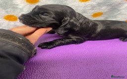 Cocker Spaniel dogs for sale: Beautiful show cocker spaniel babies - Image 11