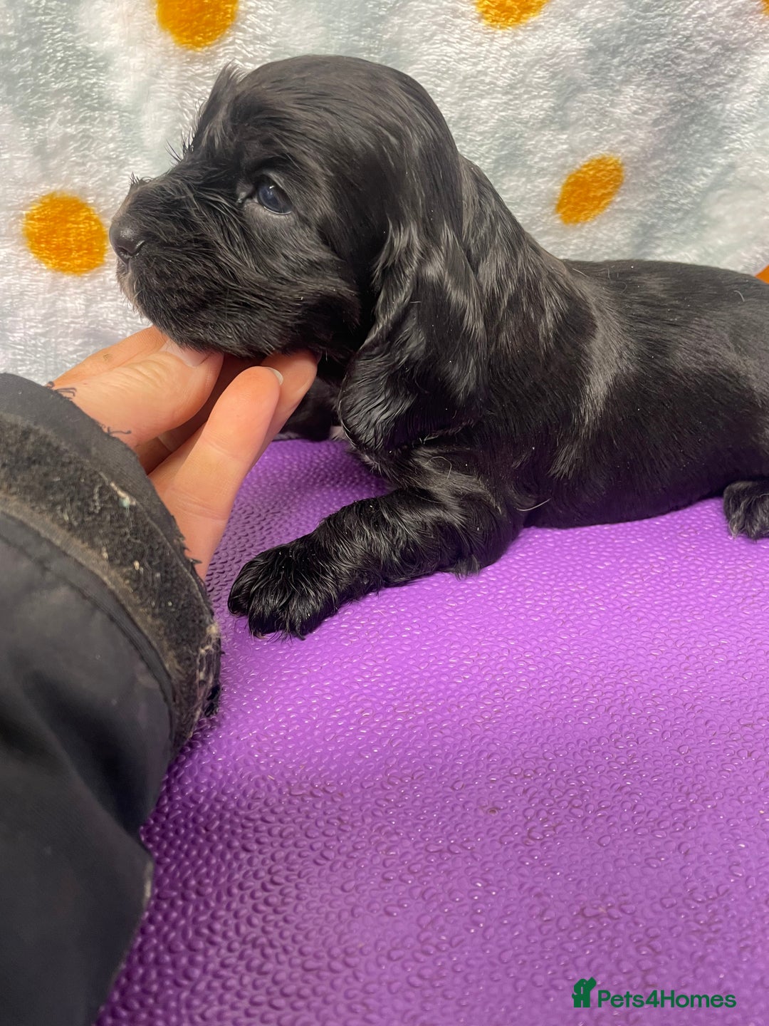 Cocker Spaniel dogs for sale: Beautiful show cocker spaniel babies - Image 11
