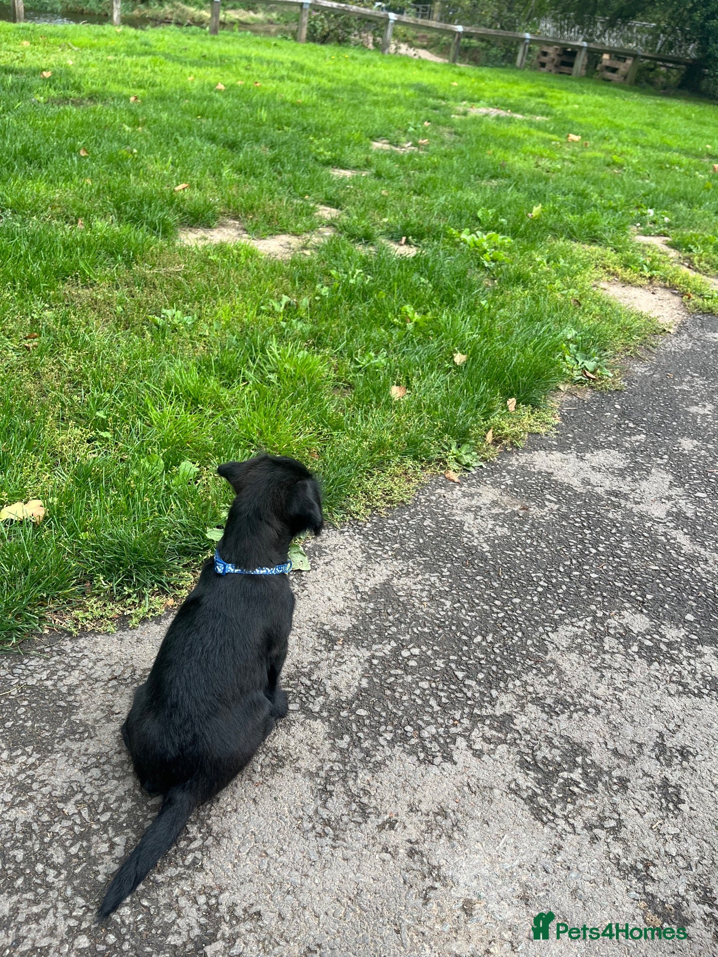Patterdale Terrier dogs Patterdale terrier puppy boy x 1 11 weeks old  - Advert 2