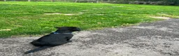 Patterdale Terrier dogs for sale: Patterdale terrier puppy boy x 1 11 weeks old  in Evesham - Advert 1