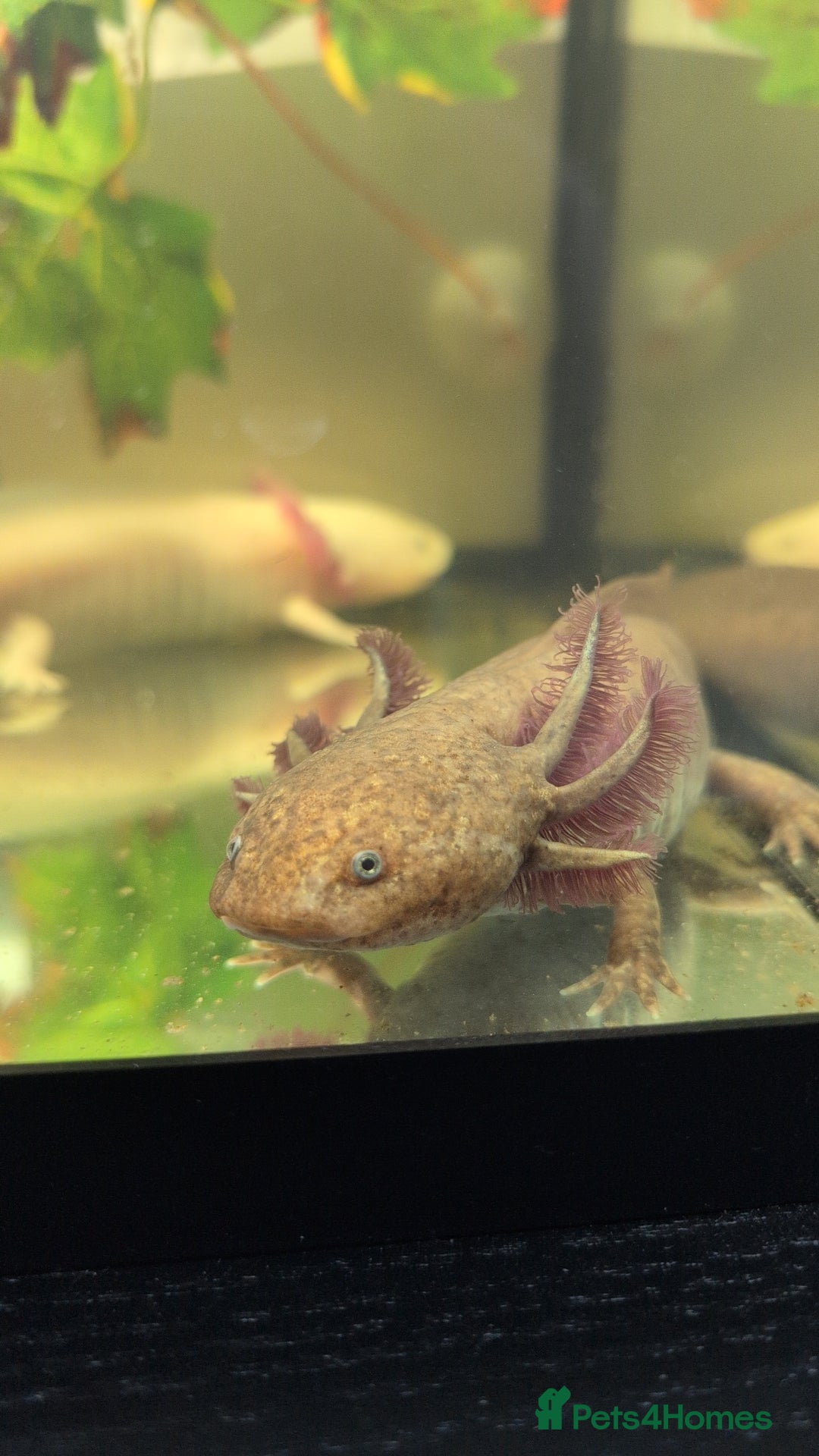 Other/Mixed Breed fish for sale: 3 female axolotl and tank.  - Image 5