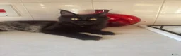 Maine Coon cats for sale: Exceptional pedigree MaineCoon female - Sprite - Advert 13