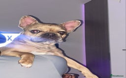 French Bulldog dogs for sale: French bulldog  - Image 3