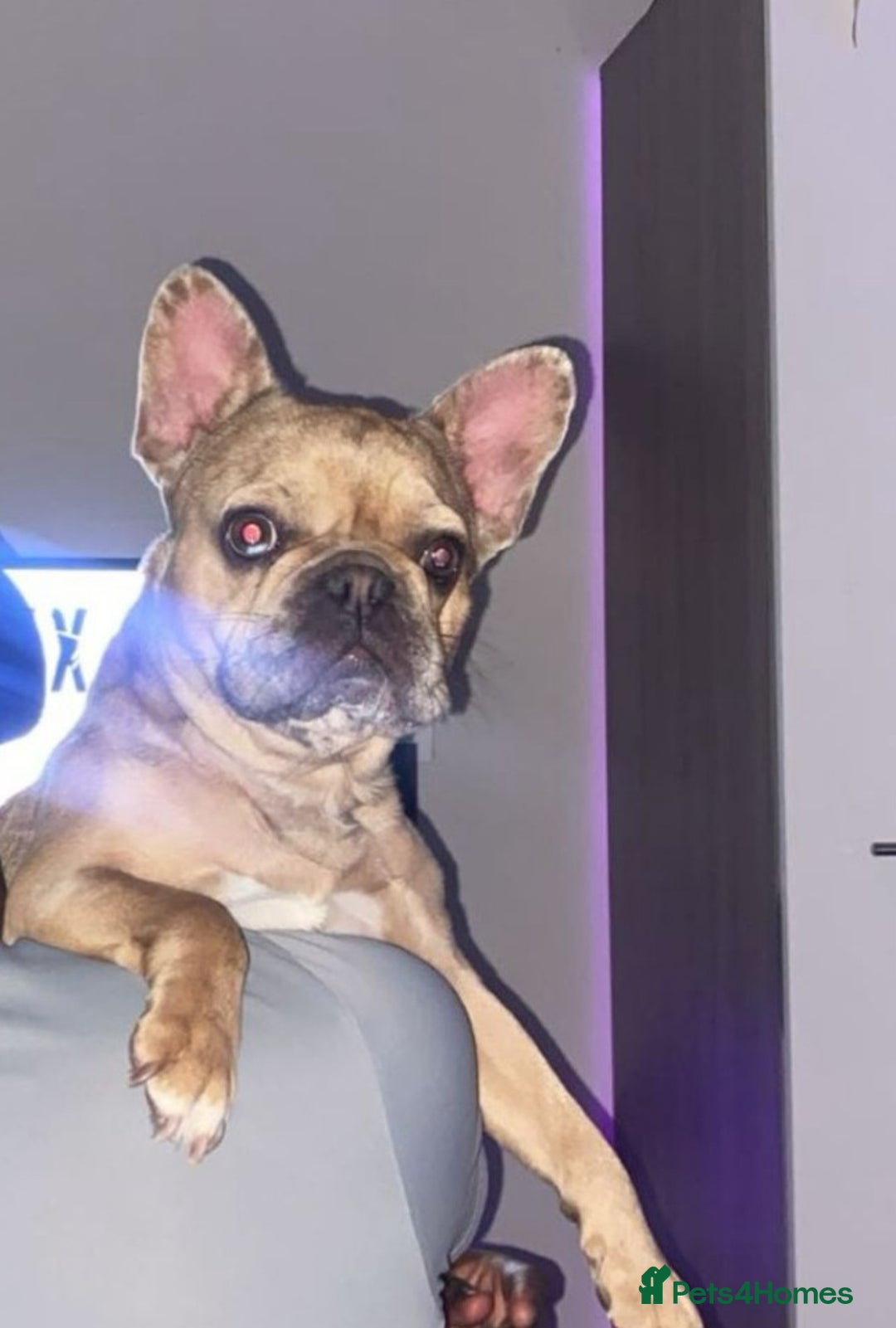 French Bulldog dogs for sale: French bulldog  - Image 3