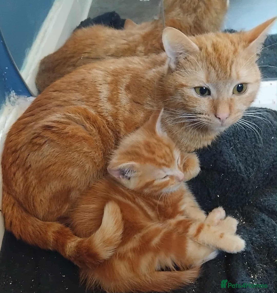 Mixed Breed cats for sale: Loving Home Needed for Peaches *free to good home* - Image 1