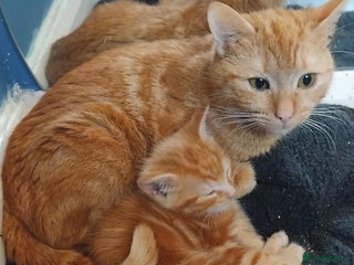 Mixed Breed cats - Advert 15