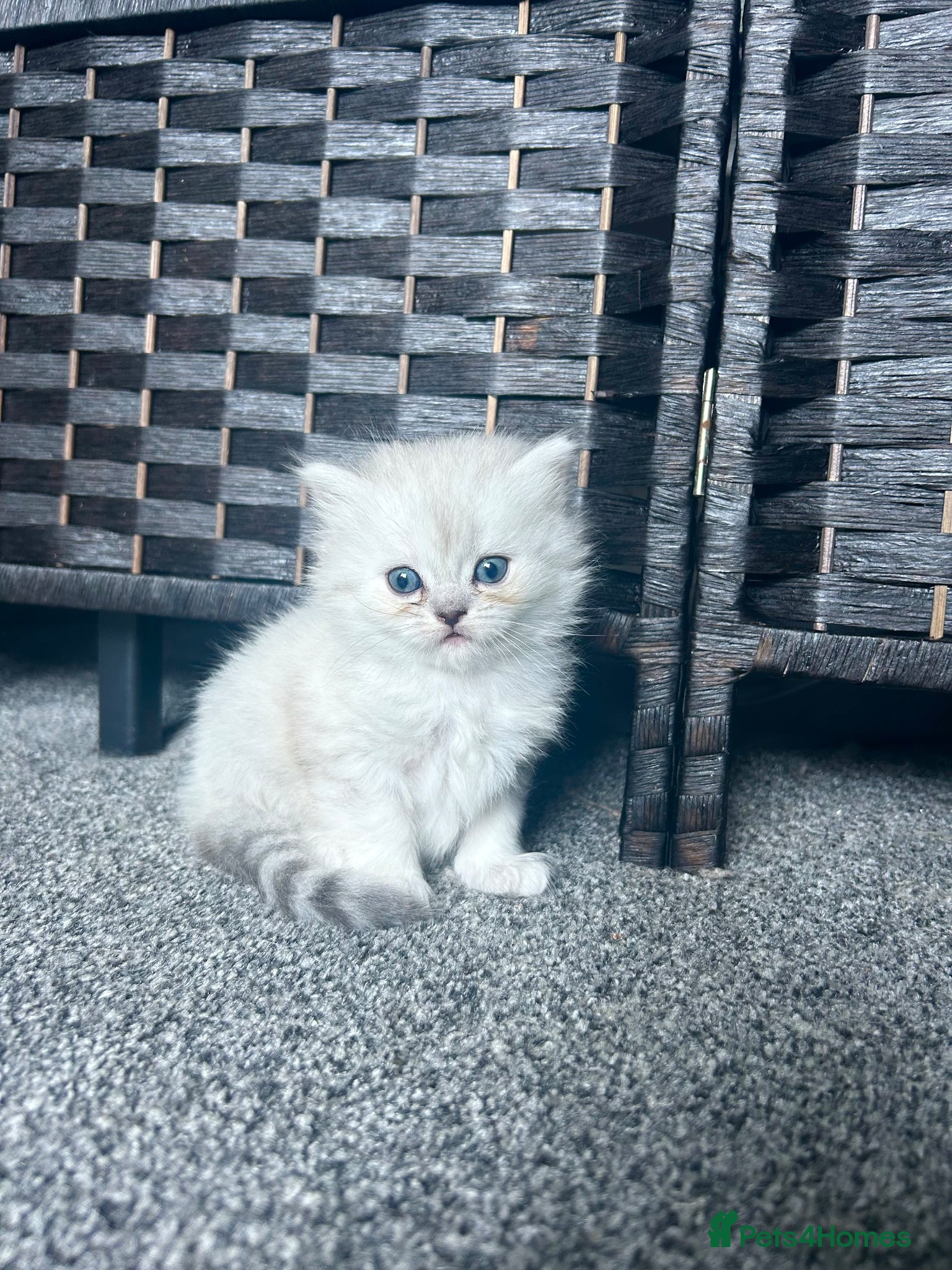 Persian cats for sale: 7-Persian kittens for sale 🩶🩵 males & Females - Advert 12