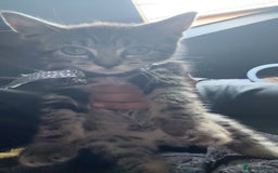 British Shorthair cats for sale: british shorthair tabby kitten - Image 4