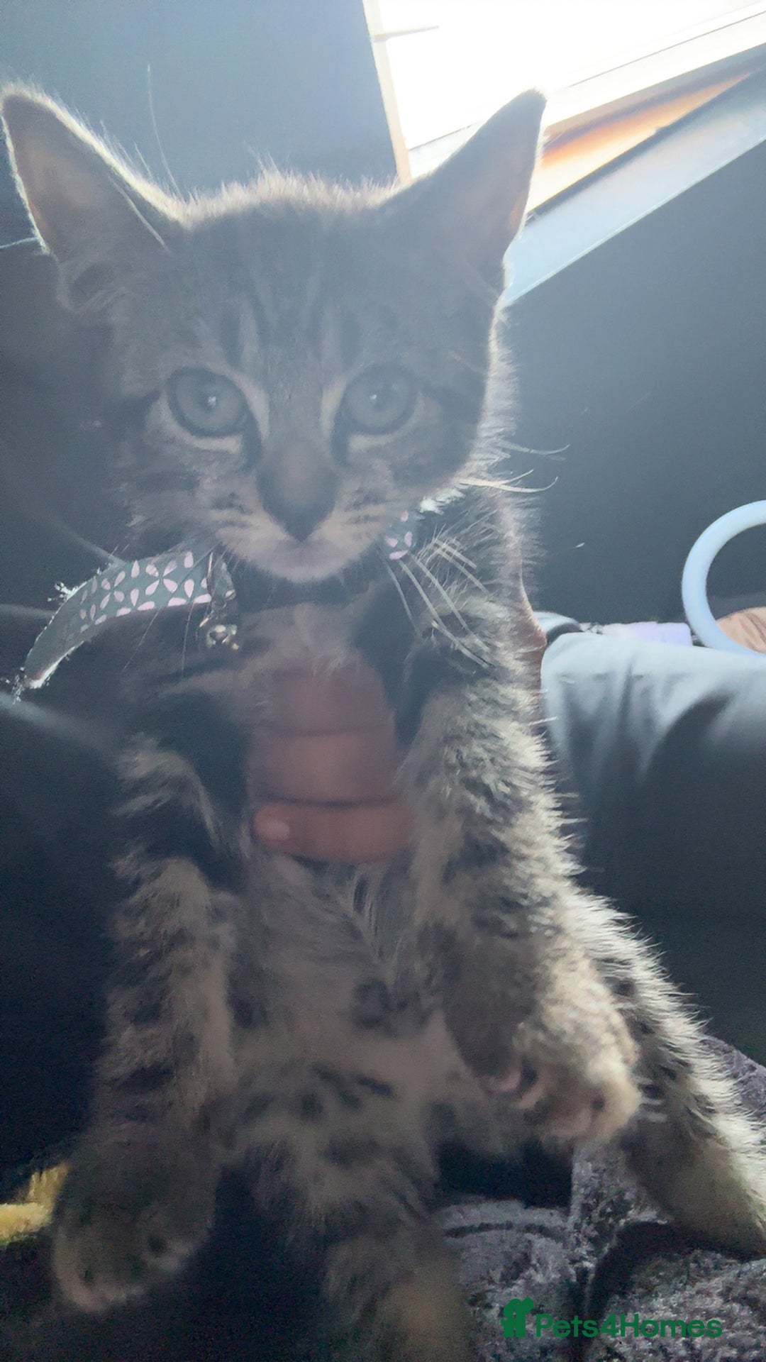 British Shorthair cats for sale: british shorthair tabby kitten - Image 4