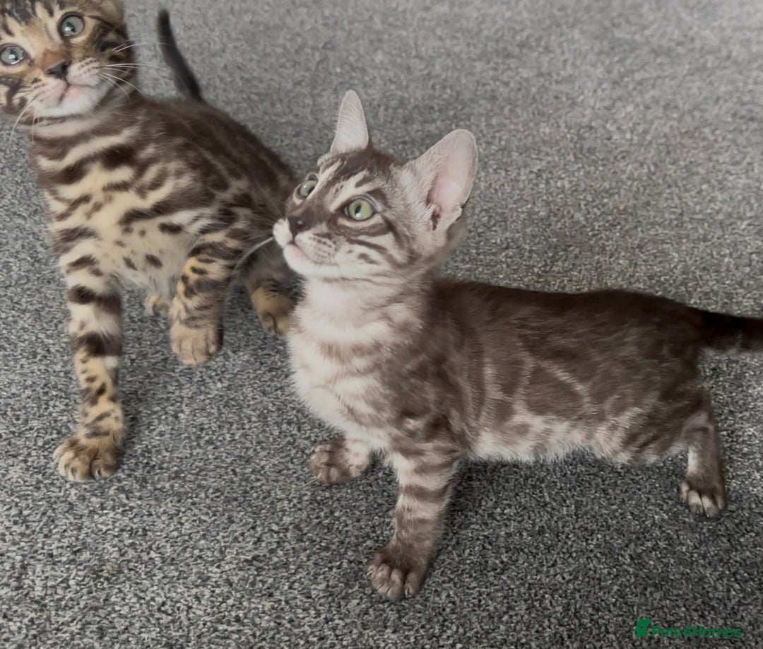 Bengal cats for sale: Well socialised bengal kittens - ready 21/12/25 - Advert 19