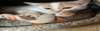 Nacho 