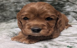 Cockalier dogs for sale: Stunning Health Tested Cockalier Puppies - Image 11