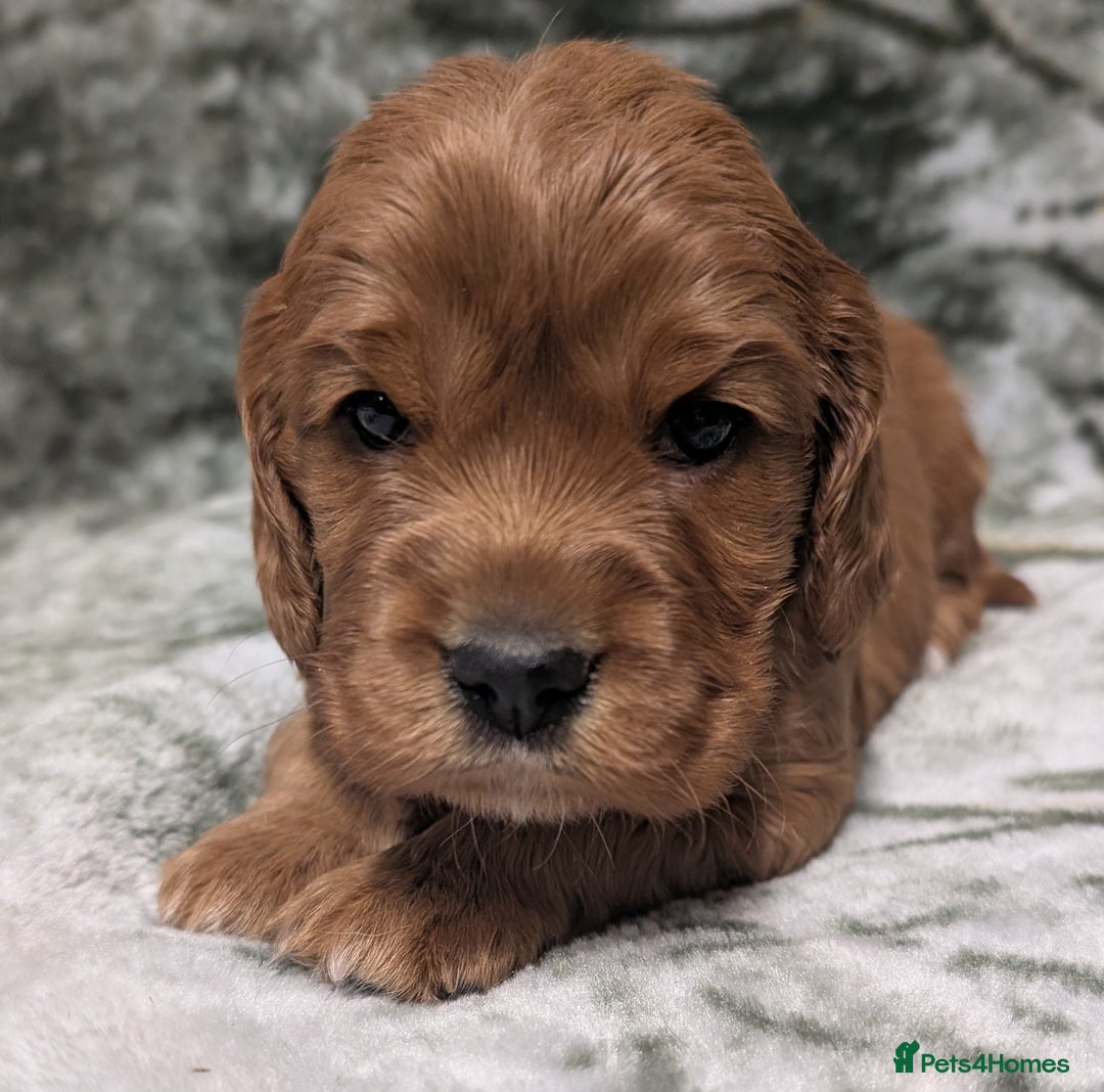 Cockalier dogs for sale: Stunning Health Tested Cockalier Puppies - Image 11