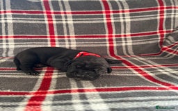 Great Dane dogs for sale: Great Dane puppies - Image 31