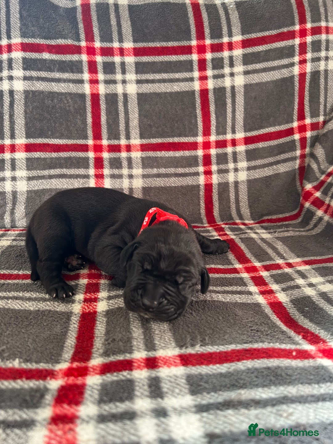 Great Dane dogs for sale: Great Dane puppies - Image 31