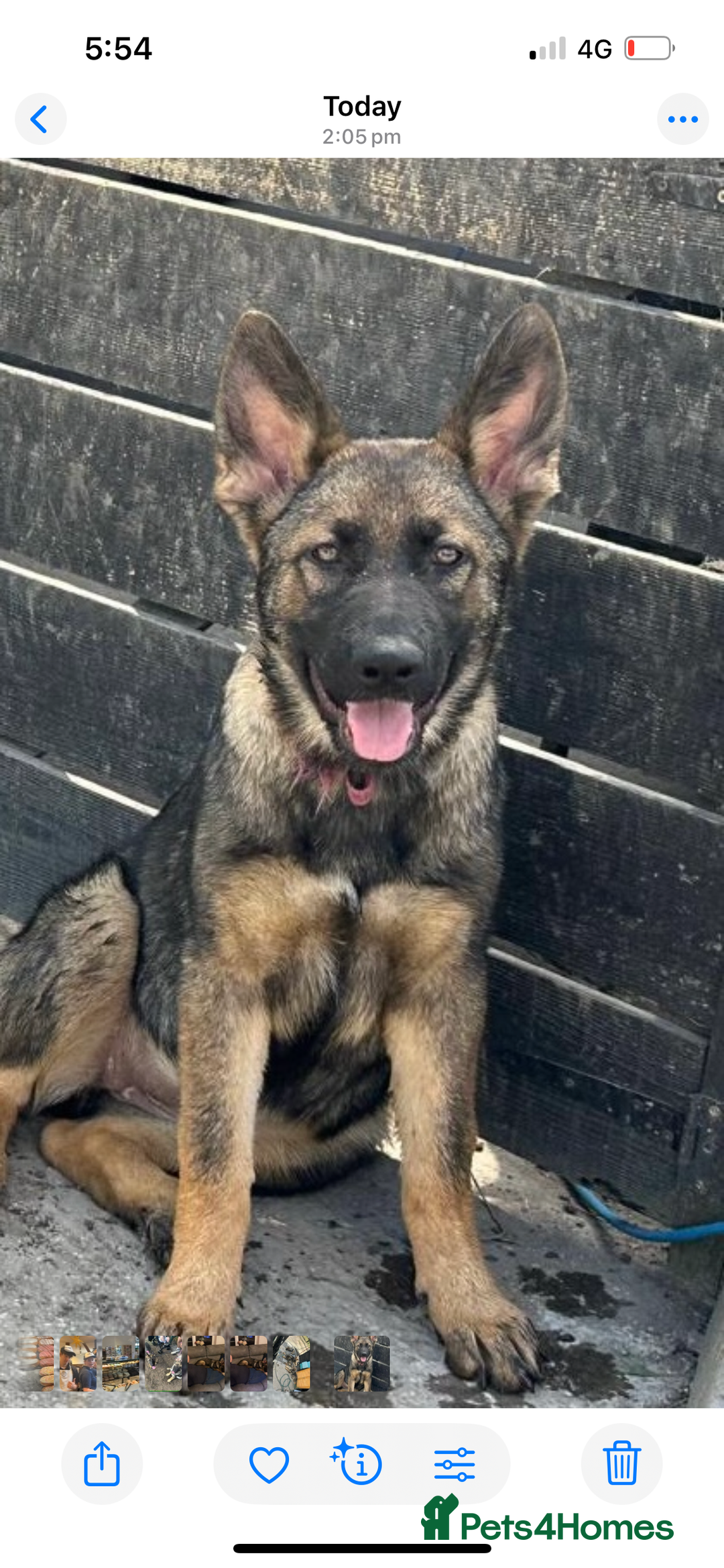 German Shepherd dogs for sale: German shepherd puppie looking for a new home  in Cambridge - Image 15