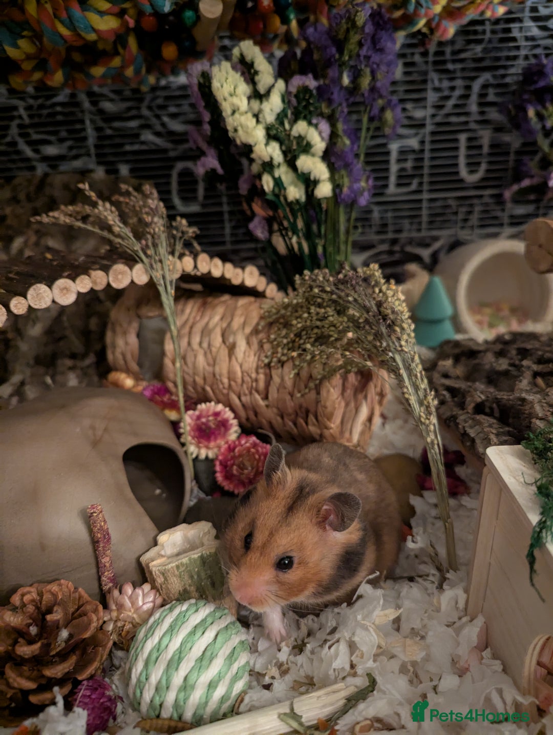Hamster rodents for sale: Beautiful hammy in need of loving home - Advert 3