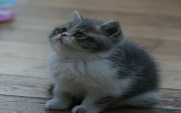 Exotic cats for sale: Beautiful Exotic Pedigree Kittens - Image 20