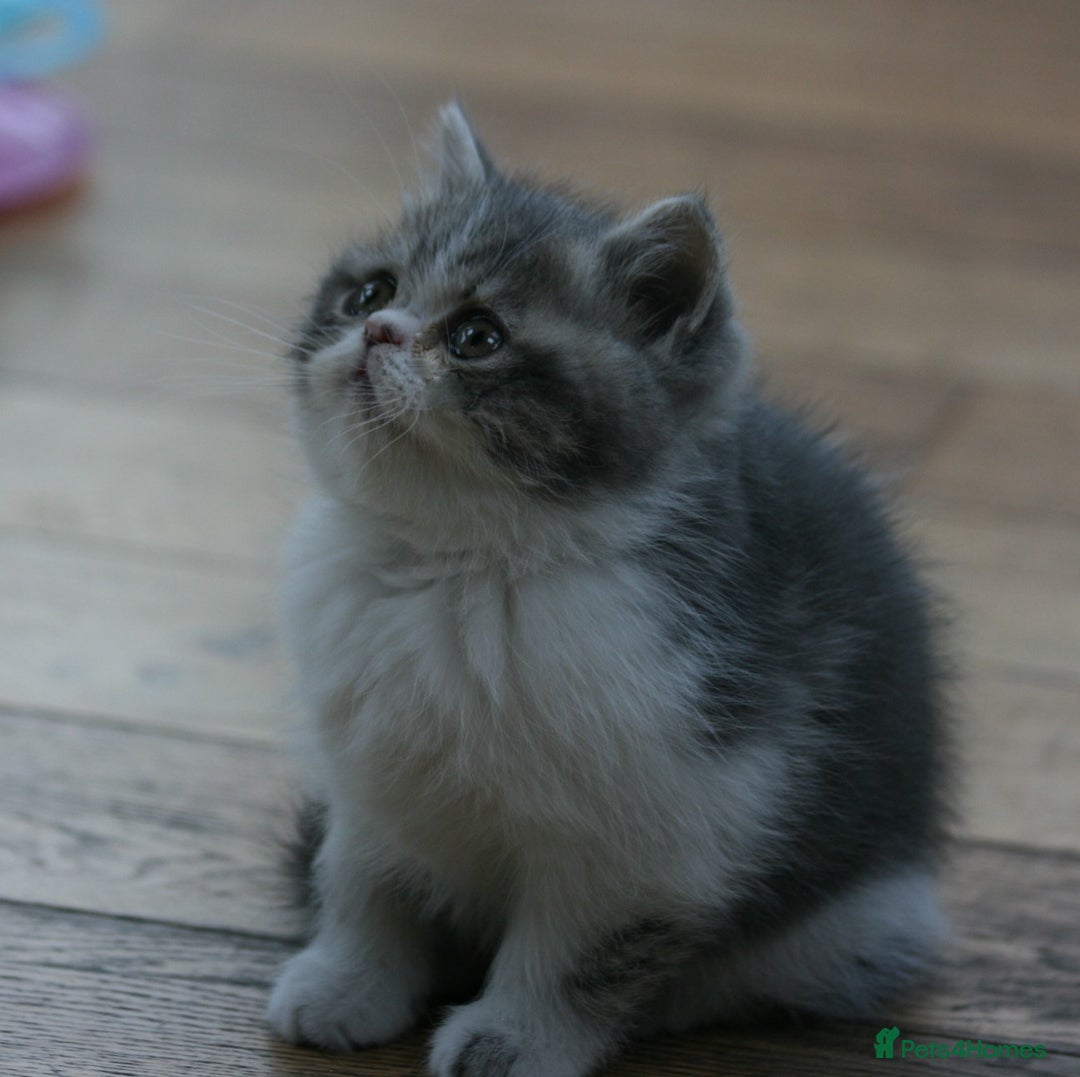 Exotic cats for sale: Beautiful Exotic Pedigree Kittens - Image 20