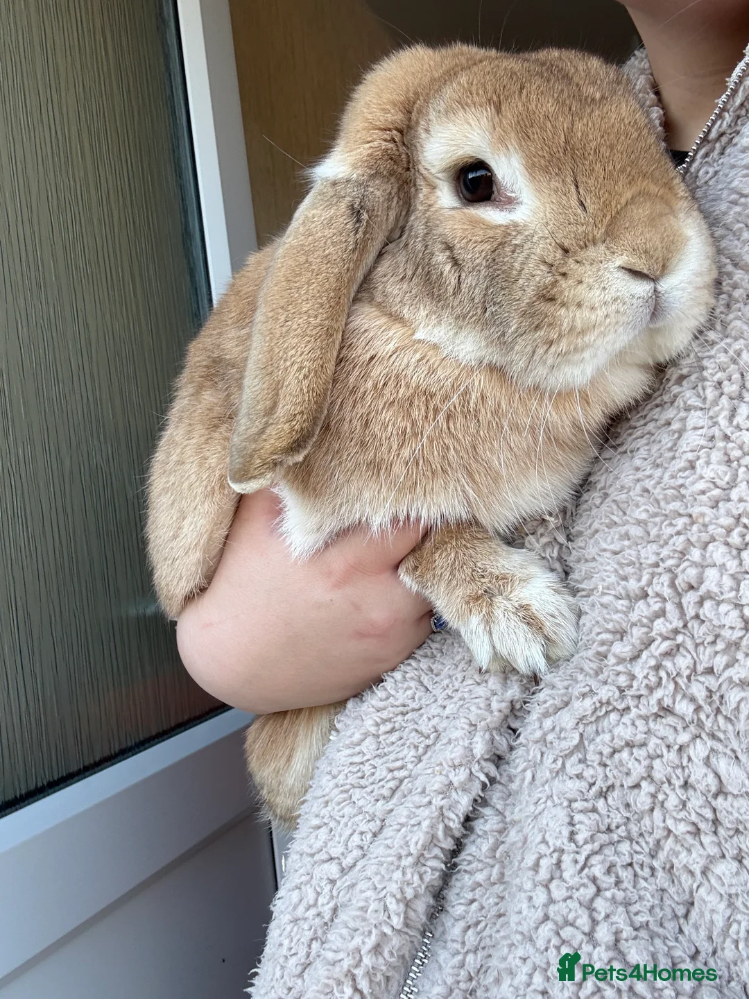 French Lop rabbits for sale: 3 YEAR OLD FRENCH LOP RABBIT  - Advert 1