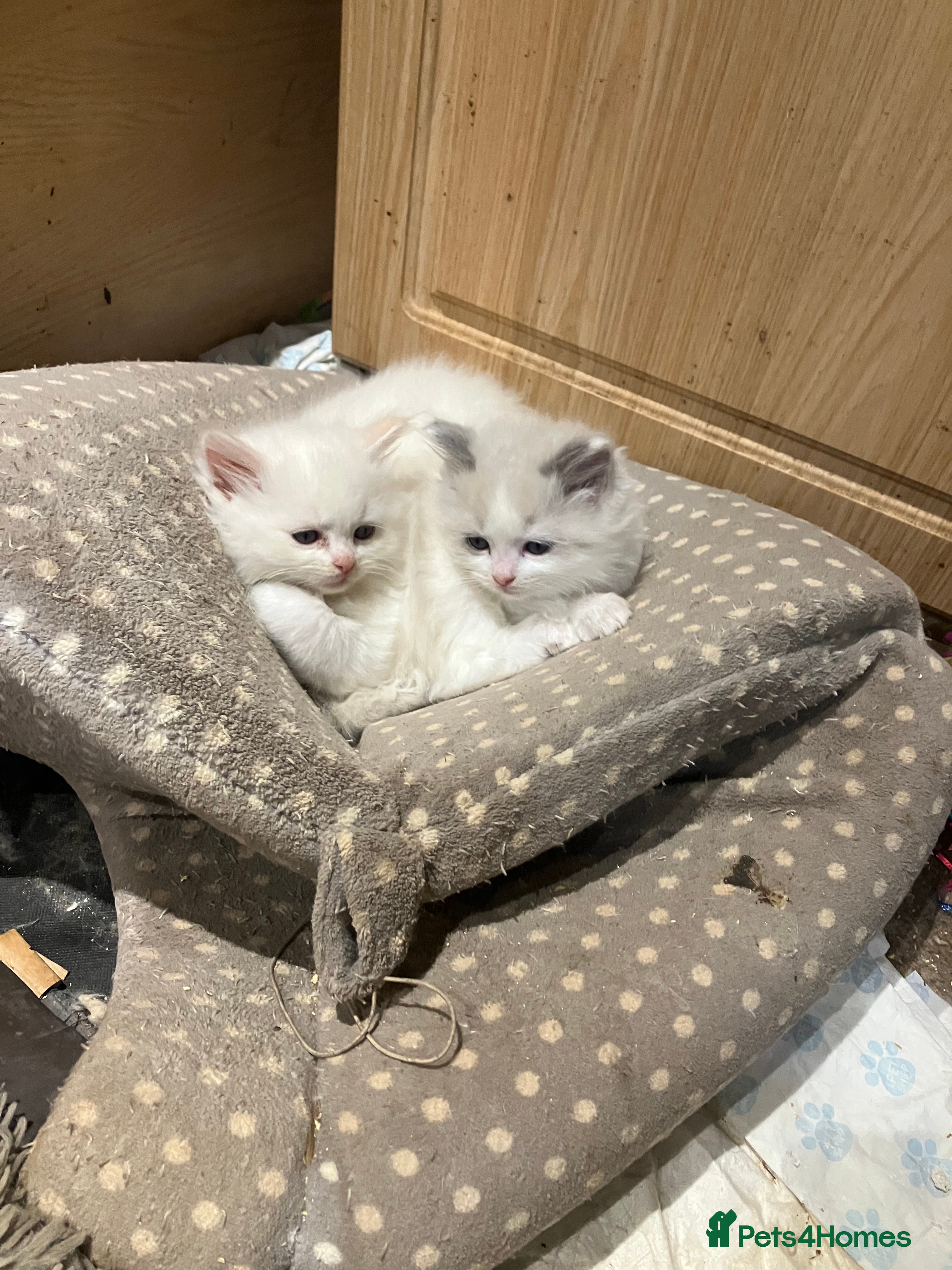 Ragdoll cats Stunning pure Ragdolls  - Advert 9