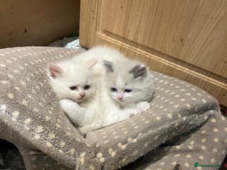 Ragdoll cats Stunning pure Ragdolls - Advert 9
