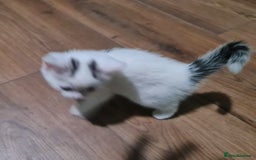 Mixed Breed cats for sale: 4 female kittens - Image 7